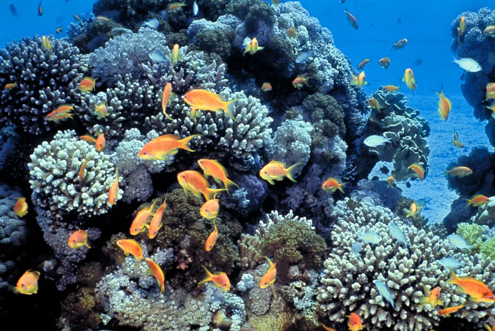 Corales de colores y peces de arrecife en el golfo de Áqaba, al norte del mar Rojo