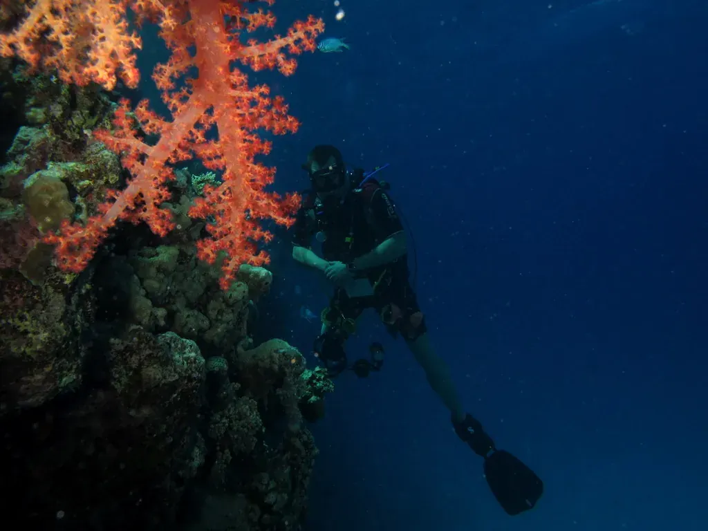 Buceador y vida de arrecife en el mar Rojo egipcio