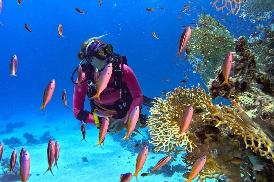 Buceo entre corales y peces de arrecife en el mar Rojo